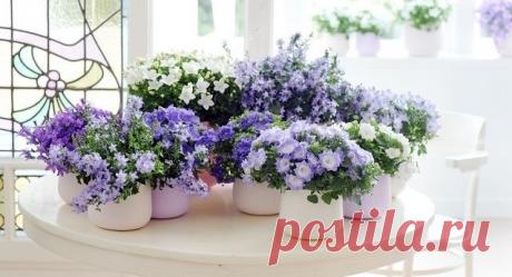 ДАЧА-САД-ОГОРОД | Записи в рубрике ДАЧА-САД-ОГОРОД | Дневник Жанна_Лях