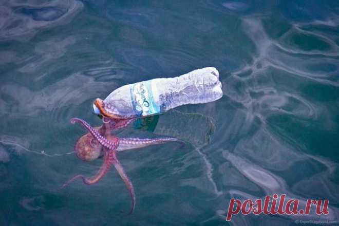 Берегите море!