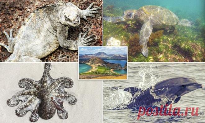 Галапагосские острова – настоящий рай на Земле (15 фото) | Чёрт побери Галапагосские острова - настоящий заповедник необыкновенной и не тронутой человеком природы. И хотя туристы все чаще добираются в этот отдаленный уголок, здесь все еще есть шанс почувствовать себя на Земле до начала времен - в той далекой эпохе, когда по планете еще не ступала нога человека. Галапагосские острова - настоящее царство живой природы. Это понимает каждый турист, едва спустившись с трапа сам...