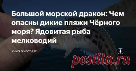 Большой морской дракон: Чем опасны дикие пляжи Чёрного моря? Ядовитая рыба мелководий Статья автора «Книга животных» в Дзене ✍: Как ни странно, большой морской дракон не является ни большим, ни драконом. И всё же, его стоит бояться — эта рыба ядовита!