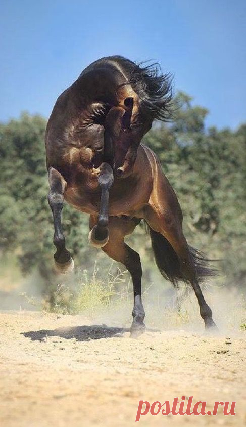 (29) Pinterest