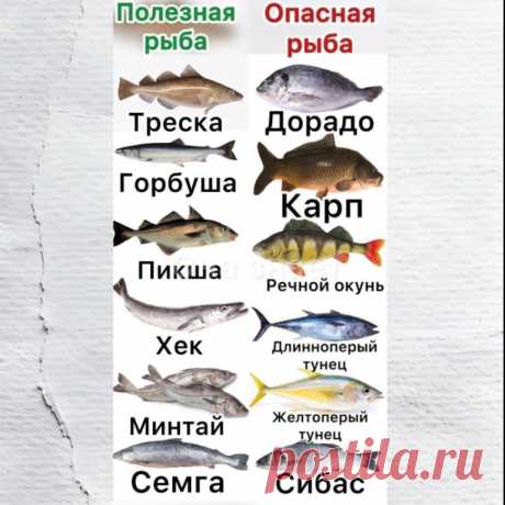6 видов рыб, которые не стоит есть!
Они опасны для здоровья и вот почему.
Представители семейства карповых часто бывают заражены плоским червём из класса сосальщиков, вызывающим описторхоз.

В окуне высокое содержание ртути, которая накапливается в организме и может привести к тяжелому отравлению. 

Дорадо и сибас – искусственно выведенные рыбы, выращенные на искусственных кормах, зачастую китайского производства. А значит, в их мясе могут содержаться опасные для здоровья ...