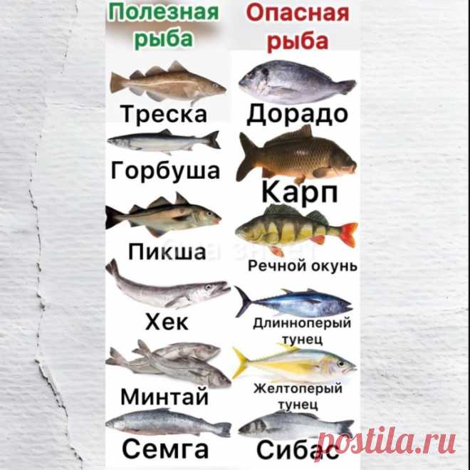 6 видов рыб, которые не стоит есть!
Они опасны для здоровья и вот почему.
Представители семейства карповых часто бывают заражены плоским червём из класса сосальщиков, вызывающим описторхоз.

В окуне высокое содержание ртути, которая накапливается в организме и может привести к тяжелому отравлению. 

Дорадо и сибас – искусственно выведенные рыбы, выращенные на искусственных кормах, зачастую китайского производства. А значит, в их мясе могут содержаться опасные для здоровья ...