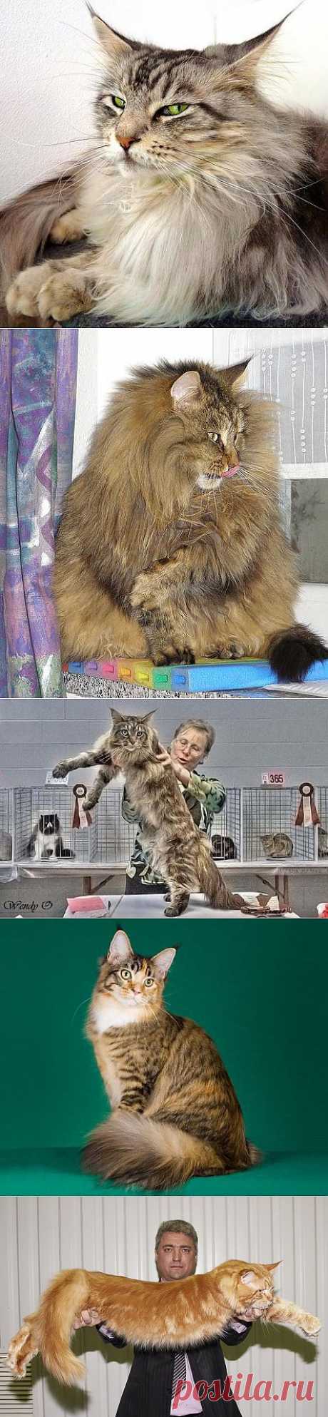 Мейн Кун (maine coon) или Мейнская енотовая кошка