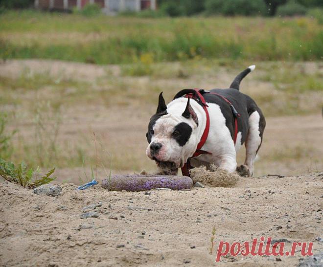 VICTORY WAY BARD of AVON