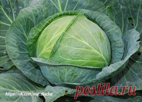 СЕКРЕТЫ ВЫРАЩИВАНИЯ КАПУСТЫ