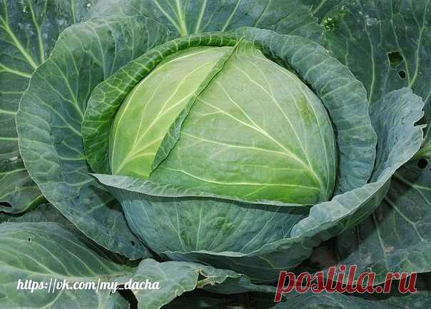 СЕКРЕТЫ ВЫРАЩИВАНИЯ КАПУСТЫ