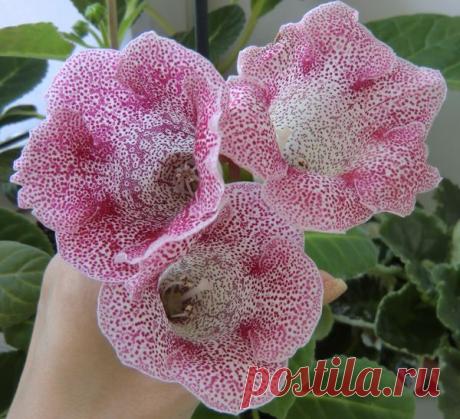 Глоксиния — чудесный граммофон | Дачный участок