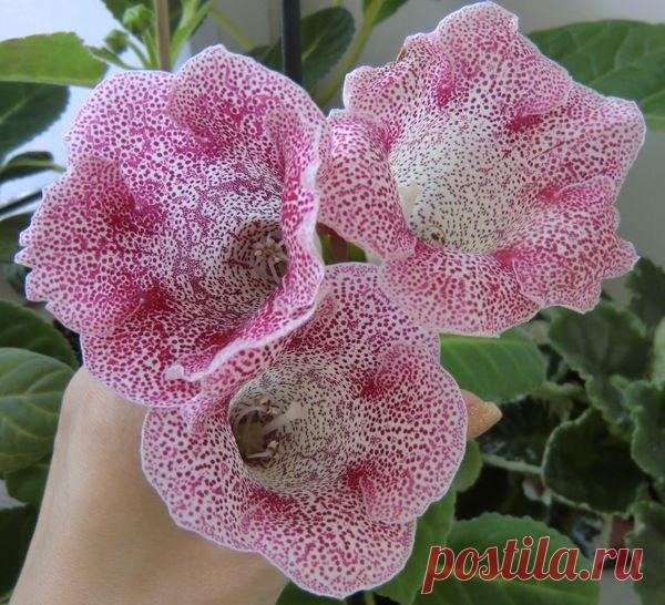 Глоксиния — чудесный граммофон | Дачный участок