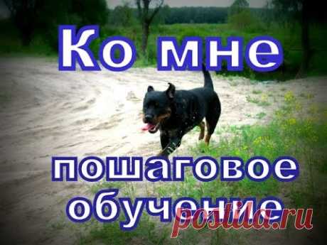 Ко мне обучение собаки - пошаговая дрессировка