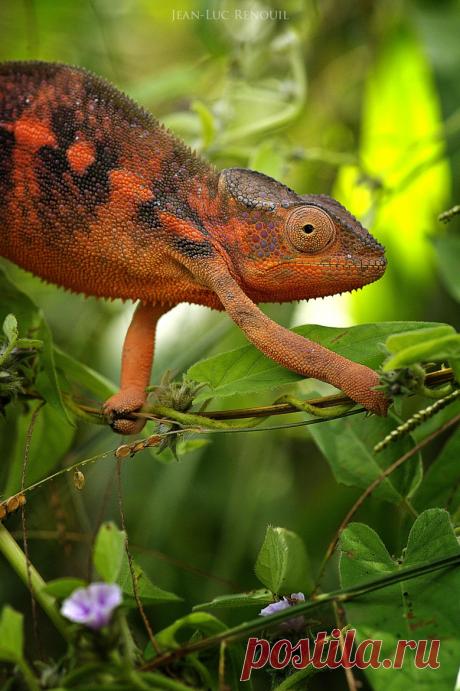 Artistic-realistic nature - 💙 Camé Léon... on 500px by Jean-Luc Renouil, Bras...