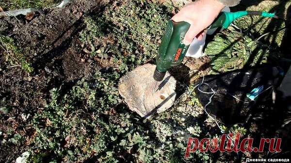 Убираем пень без корчевания и денежных трат | Дневник садовода | Яндекс Дзен