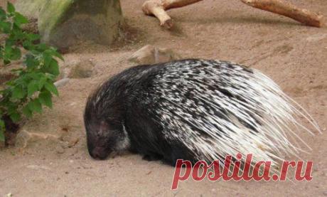 Топ-25 животных с самыми странными защитными механизмами | Разно Всяко