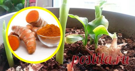 Как вырастить куркуму. Это намного лучше, чем покупать ее! — Домашний уют