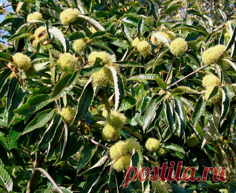 Лекарственное растение Каштан посевной (Castanea sativa). Дерево высотой до 20 м с крепким стволом, покрытым продольными трещинками. Кора оливково-коричневая. Листья удлиненно-ланцетные, кожистые, длиной до 18 см, зубчато-шиповатые, с хорошо выраженными жилками. Желтоватые цветки собраны в прямостоячие сережки длиной 12-20 см, мужские многочисленные, женские - всего по 1-3 у основания сережек; имеют одну общую плюску, которая к моменту созревания покрывается шипами и растрескивается.