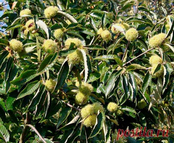 Лекарственное растение Каштан посевной (Castanea sativa). Дерево высотой до 20 м с крепким стволом, покрытым продольными трещинками. Кора оливково-коричневая. Листья удлиненно-ланцетные, кожистые, длиной до 18 см, зубчато-шиповатые, с хорошо выраженными жилками. Желтоватые цветки собраны в прямостоячие сережки длиной 12-20 см, мужские многочисленные, женские - всего по 1-3 у основания сережек.