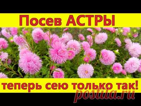 Посев астры без заморочек и без пикировки! Лучший способ посева семян астры на рассаду.