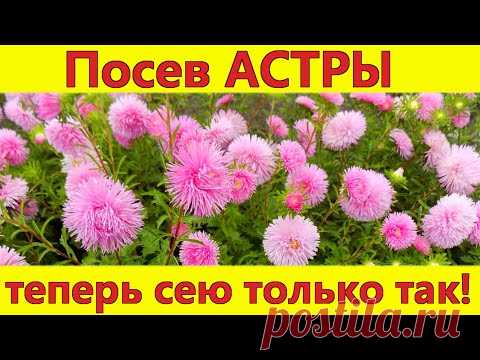Посев астры без заморочек и без пикировки! Лучший способ посева семян астры на рассаду.