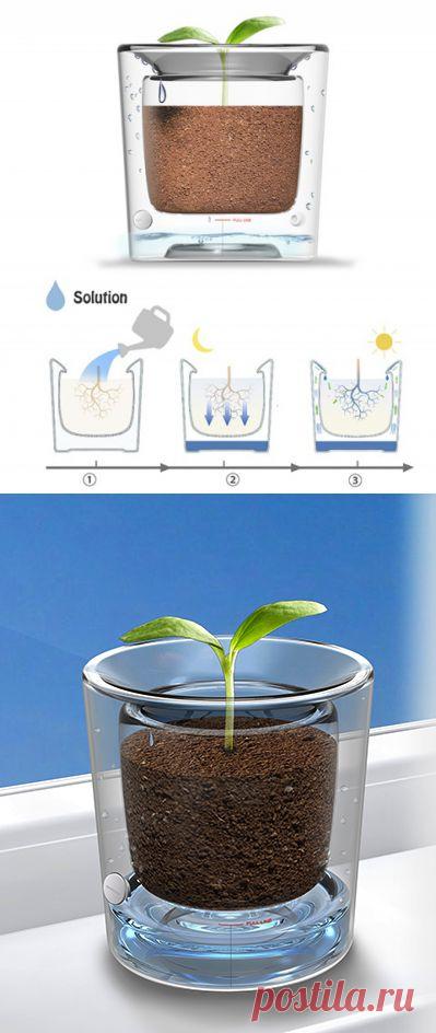 Спасти цветок от засухи