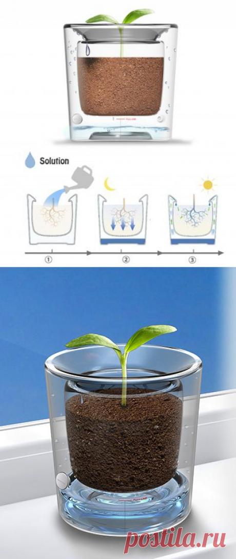 Спасти цветок от засухи