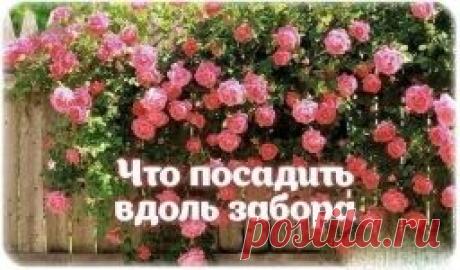 Что посадить вдоль забора - Садоводка