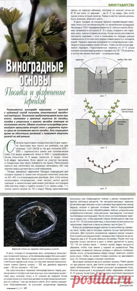Посадка и укоренение черенков винограда