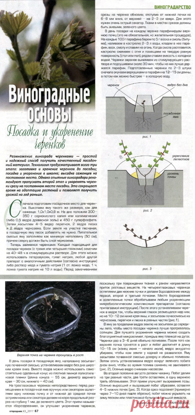 Посадка и укоренение черенков винограда