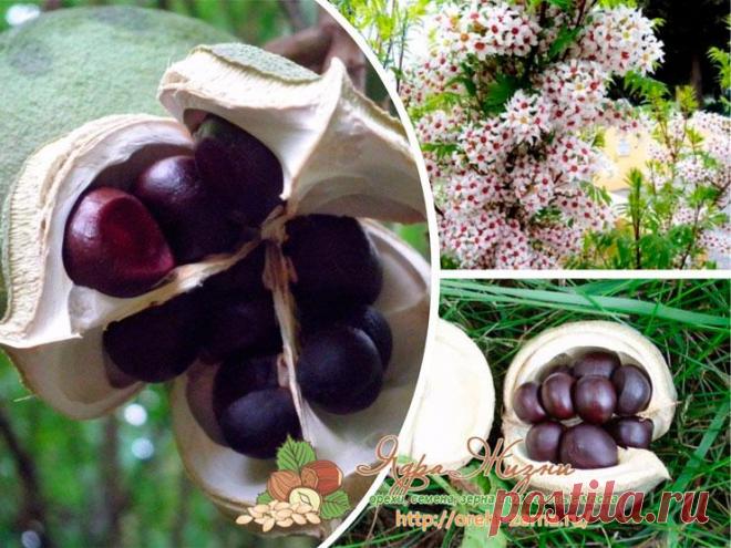 Чекалкин орех Ксантоцерас: польза, вред, свойства, применение, уход