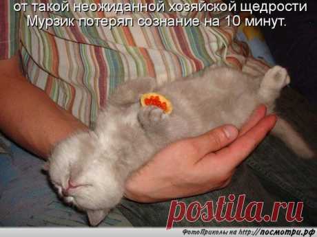 Коты и кошки ツ