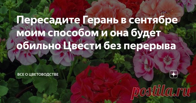 Пересадите Герань в сентябре моим способом и она будет обильно Цвести без перерыва Один из самых популярных и красочных цветков на свете, герань, осенью должна «переселиться» из сада в домашние условия. Благополучно перезимовавшее растение на следующий сезон может цвести поразительно долго и пышно!
Но для этого следует действовать особым образом, которым я, руководствуясь личным опытом, решила поделиться со всеми, кто тоже неравнодушен к шикарной герани!