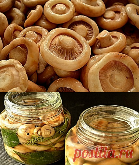 Грузди соленые: сырой способ засолки для любителей вкусненького!