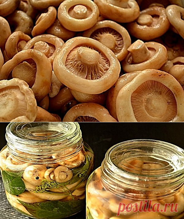 Грузди соленые: сырой способ засолки для любителей вкусненького!