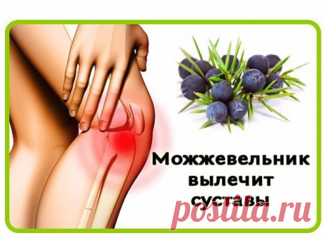 МОЖЖЕВЕЛЬНИК ВЫЛЕЧИТ СУСТАВЫ Моя мама — очень хороший и доб­рый человек. Она моя са­мая лучшая подруга на всю жизнь. Знаю, что немногие мои подруги могли похвастаться такой близос­тью с мамой, а мы пронесли …