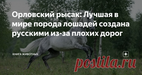 Орловский рысак: Лучшая в мире порода лошадей создана русскими из-за плохих дорог Забавная история, что привела к появлению этой шедевральной породы.