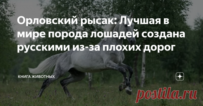 Орловский рысак: Лучшая в мире порода лошадей создана русскими из-за плохих дорог Забавная история, что привела к появлению этой шедевральной породы.