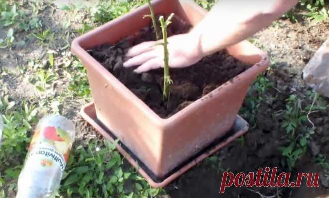 Выращивание розы с помощью картофелины — Полезные советы