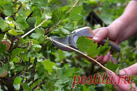 Весенняя обрезка крыжовника
К обрезке крыжовника приступают, пока лежит снег, так как этот кустарник стартует очень рано, как только пригреет солнышко.
Для обрезки лучше вооружиться ручным сучкорезом на длинных ручках, чтобы н…