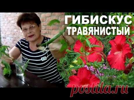Гибискус   травянистый    посадка и уход  . Размножение гибискуса