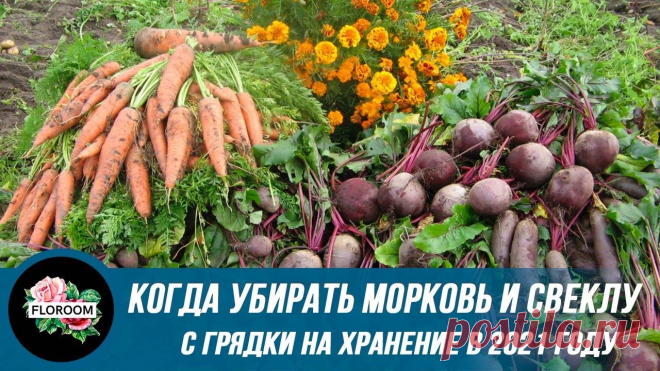 Важные моменты сбора урожая свеклы — сад и огород Всё про чистку вещей, дома и офиса. Как почистить квартиру, машину, золото, серебро, дом, мех, зеркало и многое другое...