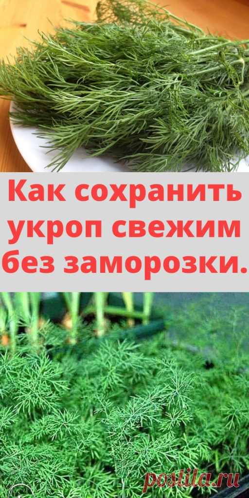 Как сохранить укроп свежим без заморозки. - My izumrud
