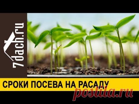 Когда сеять на рассаду томаты, перцы и баклажаны - 7 дач