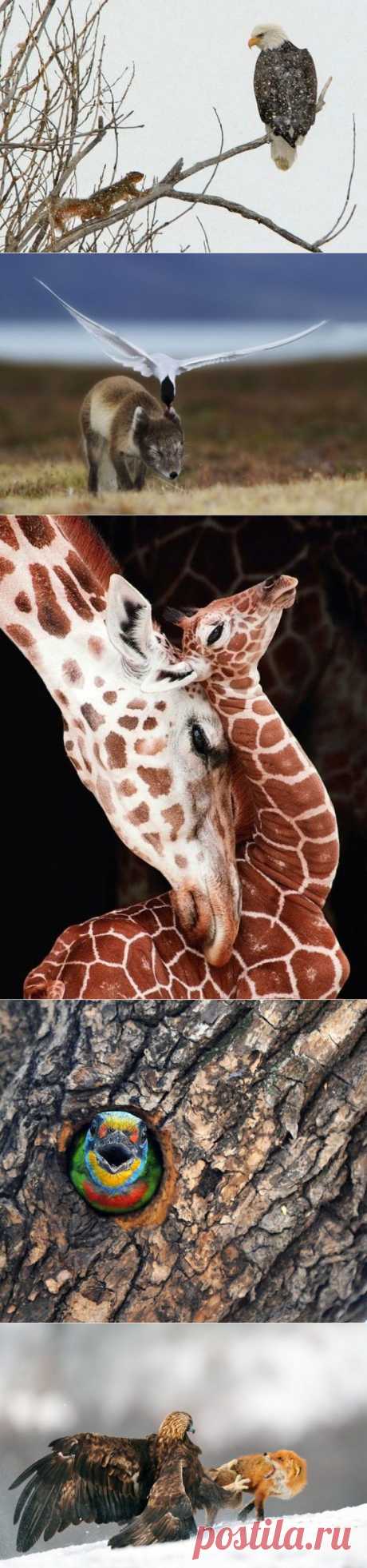 Это точно не фотошоп » RadioNetPlus.ru развлекательный портал