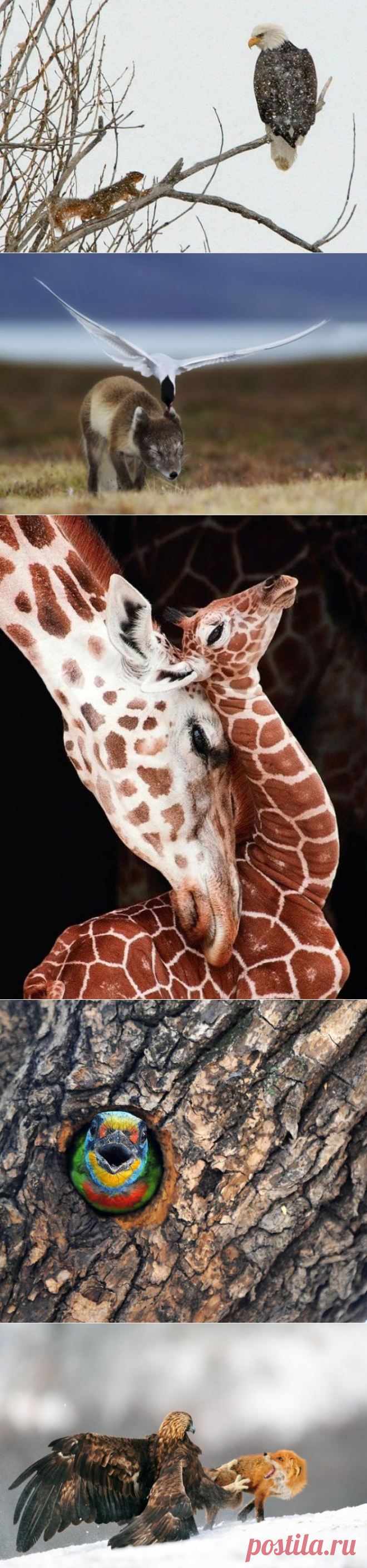 Это точно не фотошоп » RadioNetPlus.ru развлекательный портал