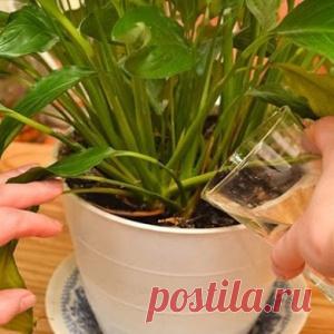 Простое средство, способное сотворить чудо даже с самым чахлым растением - МирТесен