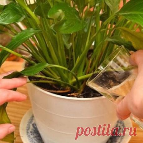 Простое средство, способное сотворить чудо даже с самым чахлым растением - МирТесен