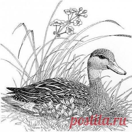 Как нарисовать уточку.