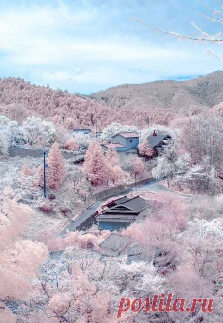 Япония сегодня. В Нагано cакура еще не отцвела — и выпал снег