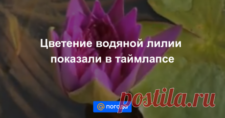 Цветение водяной лилии показали в таймлапсе Удивительная природа.