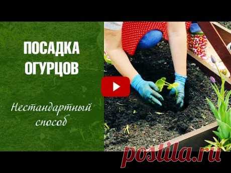 Посадка огурцов в открытый грунт - Огурцы Нестандартный способ посадки. Урожайный огород с HitsadTV
