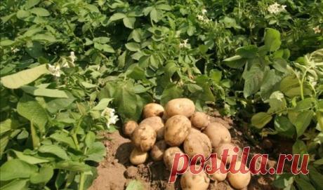 Тонна картофеля с одной сотки. Опыт из Сибири | Урожайный огород | Яндекс Дзен